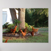 Poster Chant de poulet (Devant)