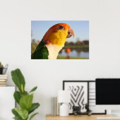Poster chantant Caique Parrot au ventre blanc (Bureau à domicile)