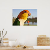 Poster chantant Caique Parrot au ventre blanc (Cuisine)