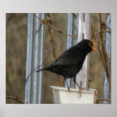 Poster Chanter Blackbird Print (Devant)