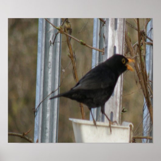 Poster Chanter Blackbird Print (Devant)