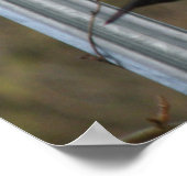 Poster Chanter Blackbird Print (Coin)