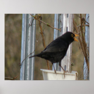 Poster Chanter Blackbird Print