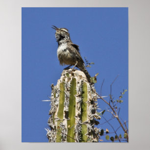 Poster Chanter Cactus Wren