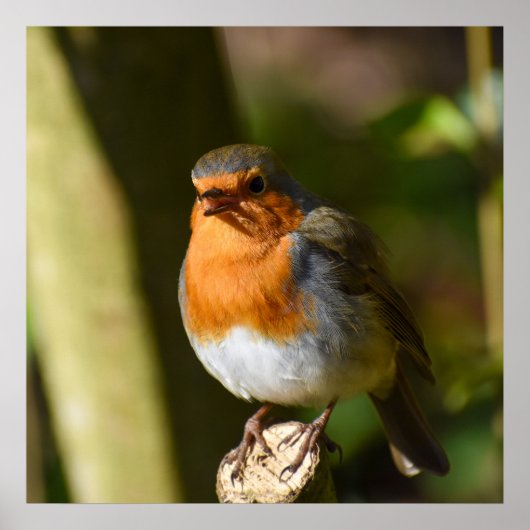 Poster Chanter Robin (Devant)