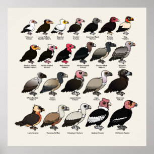 Poster Chaque vautour