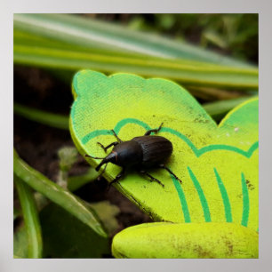 Poster Charançon, Coléoptères, Curculionoidea, Punaise