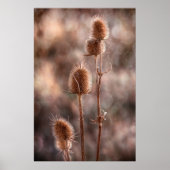 Poster Chardon (Devant)