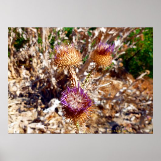 Poster Chardon (Devant)