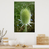 Poster Chardon au soleil d'été (Cuisine)