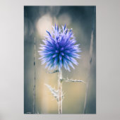 Poster Chardon Bleu (Devant)