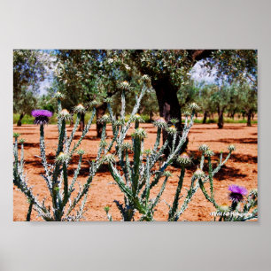 Poster Chardon cotonneux dans un oliveraie
