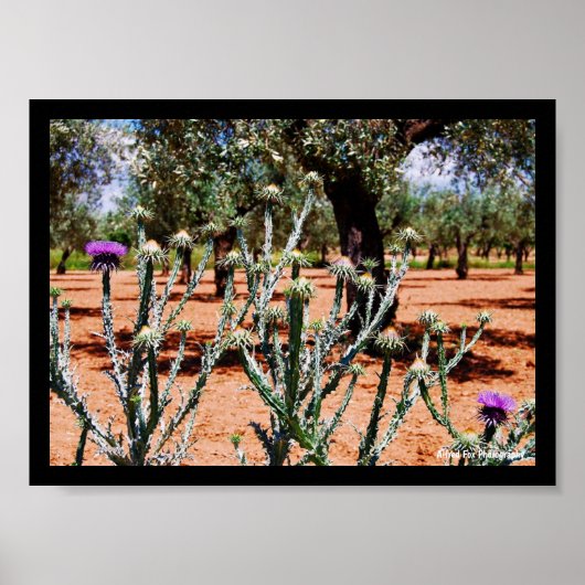 Poster Chardon cotonneux dans un oliveraie (Devant)