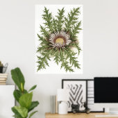 Poster Chardon d'argent — Sue Abonyi (Bureau à domicile)