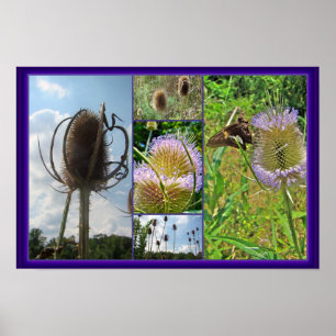 Poster Chardon de leville - Dipsacus fullonum