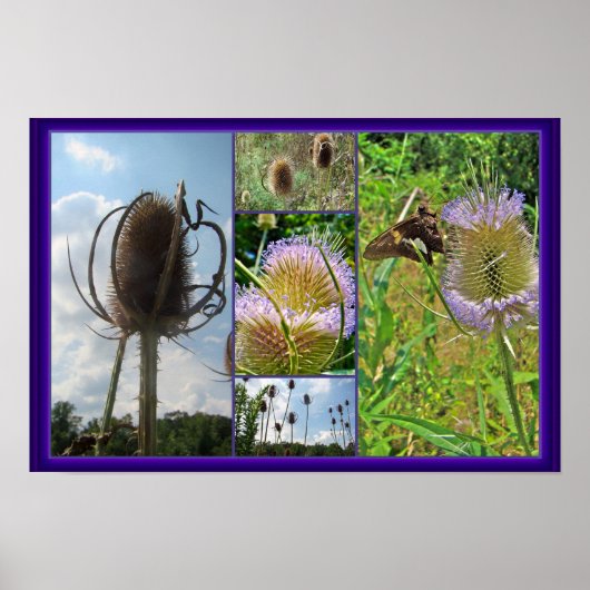 Poster Chardon de leville - Dipsacus fullonum (Devant)
