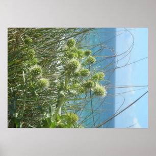 Poster chardon des dunes