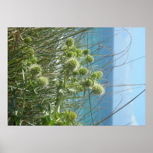 Poster chardon des dunes (Devant)