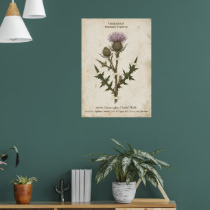 Poster Chardon écossais vintage Herbier botanique Poste