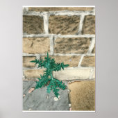 Poster Chardon et jetons (Devant)