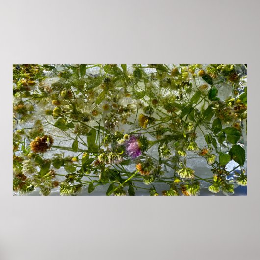 Poster Chardon et trèfle glacés, (Devant)