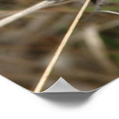 Poster Chardon Lone (Coin)