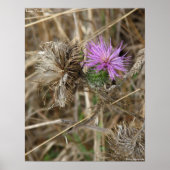 Poster Chardon Lone (Devant)