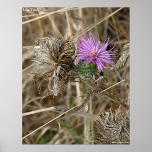 Poster Chardon solitaire