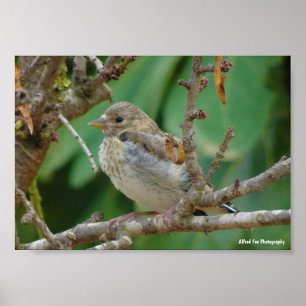 Poster Chardonneret élégant juvénile dans un amandier