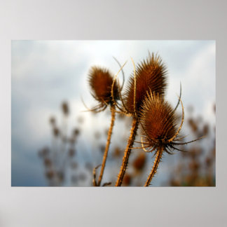 Poster chardons secs