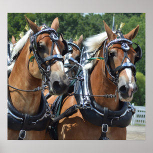 Poster Chariot de colline de noix conduisant le concours