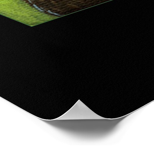 Poster Charles Darwin (Coin)