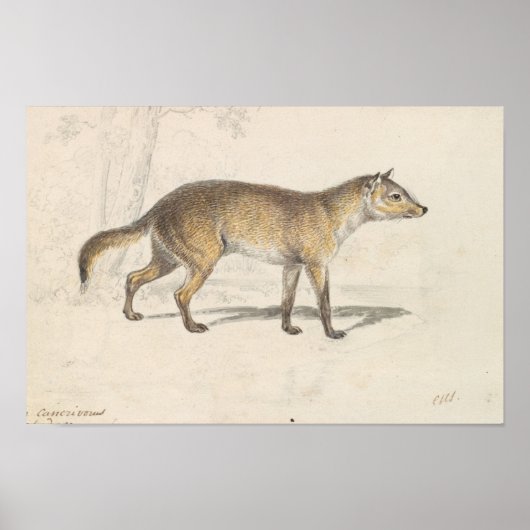 Poster Charles Hamilton Smith - Crabodago Aguara Fox (Devant)