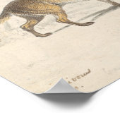 Poster Charles Hamilton Smith - Crabodago Aguara Fox (Coin)