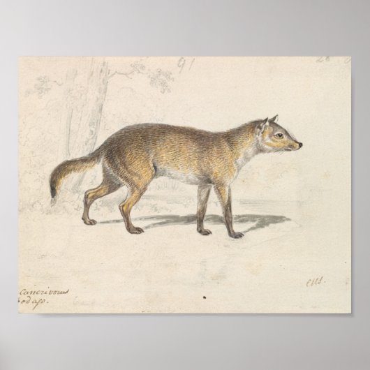 Poster Charles Hamilton Smith - Crabodago Aguara Fox (Devant)