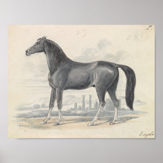 Poster Charles Hamilton Smith - Dongola Horse (Devant)