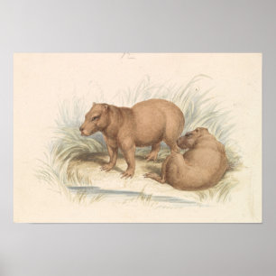 Poster Charles Hamilton Smith - La Capybara
