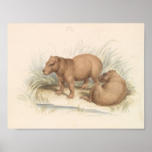 Poster Charles Hamilton Smith - La Capybara (Devant)