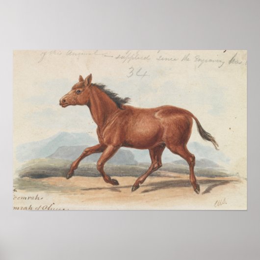Poster Charles Hamilton Smith - Le Cheval Koomrah (Devant)