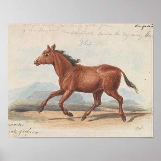 Poster Charles Hamilton Smith - Le Cheval Koomrah (Devant)