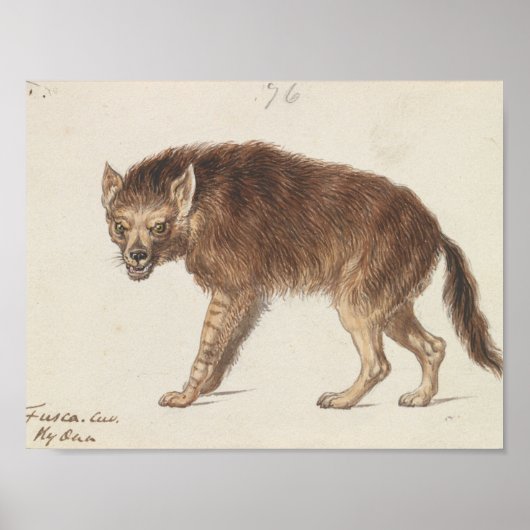 Poster Charles Hamilton Smith - The Brown Hyena (Devant)