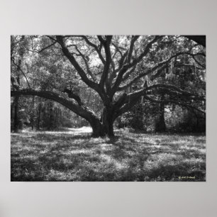 Poster Charleston Caroline du Sud