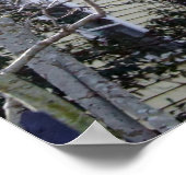 Poster Charleston historique, SC (Coin)