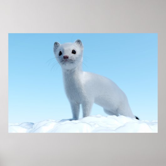 Poster Charme de la belette arctique (Devant)