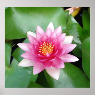 Poster Charme Fuchsia