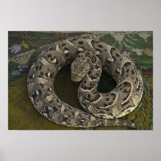 Poster Charmeur de serpents Puff-adder africain Bitis (Devant)