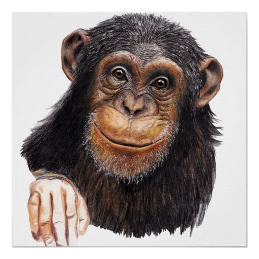 Poster Charming Chimpanzee (Devant)