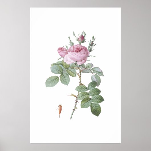 Poster Charming Rose Botanique Art Imprimer (Devant)