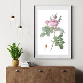 Poster Charming Rose Botanique Art Imprimer