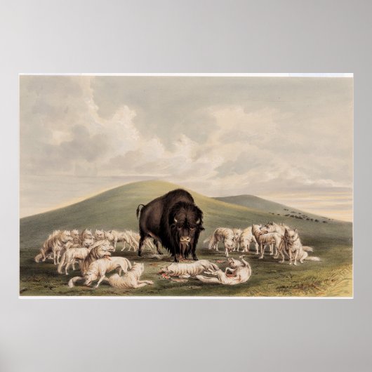 Poster Chasse au bison, Loups blancs attaquant un bison (Devant)